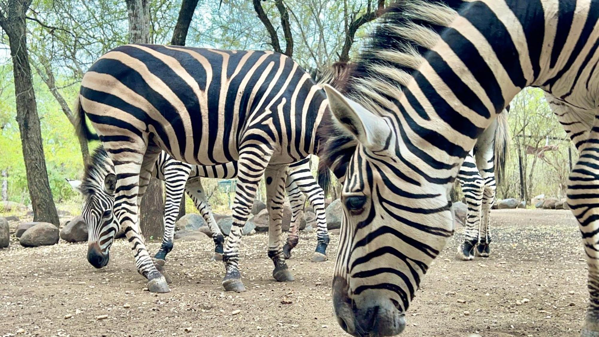 Kruger Kumba - Lahlekile Nathi Lejlighed Marloth Park Eksteriør billede